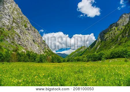 Picturesque Flowers In The Meadow In The High Mountains.