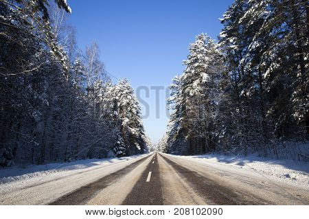 Trees Growing In The Forest. On The Branches Of The Fir Tree Lies Snow And Presses Them To The Groun