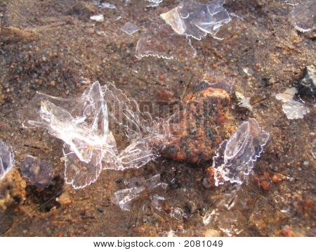 氷昆虫