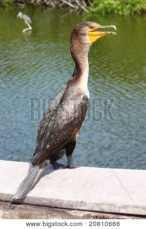 Çift Tepeli karabatak (Phalacrocorax auritus)