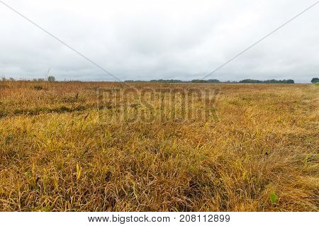 The Field On Which Grows In The Yellowed Grass Autumn Season. The Photo Was Taken Close-up, Small De
