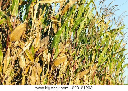 Agricultural Field, Which Grows Ripe Yellow Corn. Photo Close-up In Autumn Season