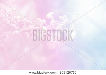 Cannonball flower of Cannonball Tree or Sal Tree soft focus background