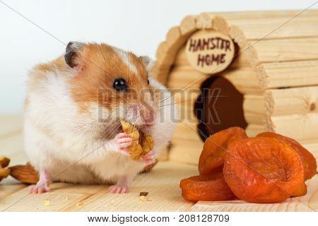 A hamster close-up eats a walnut from his wooden house.