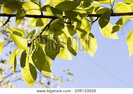 Sunshine Translucent Young Green Leaves Of Spring Trees. Close-up Photo