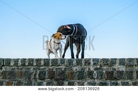 Romantic Meeting of the Little Dog Jack Russell Terrier with a large dog on a stone wall against a blue sky