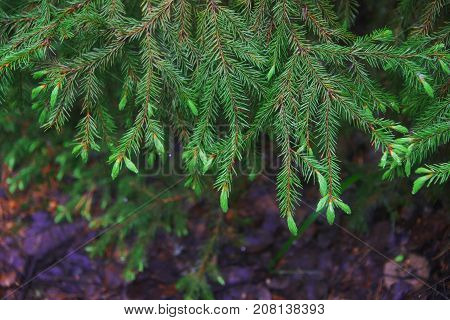 The evergreen fir-tree branches with raindrops in the Park in rainy weather. Close-up selective focus