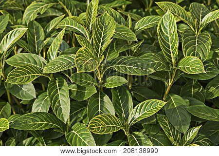 Background of green Sanchezia speciosa Leonard leaves