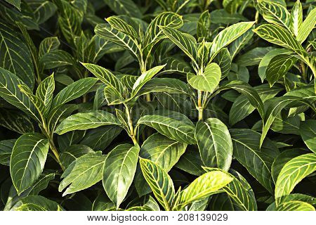 Background of green Sanchezia speciosa Leonard leaves