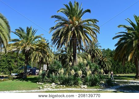 Palm trees and flowers Coast of the North Caucasus