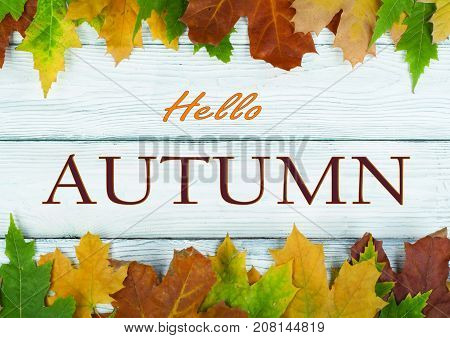Background with red, orange, brown and yellow falling autumn set leaves