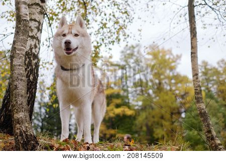 A gingerly Siberian Siberian husky stands and looks ahead. Walking with a dog in the park in the fall. Horizontal view