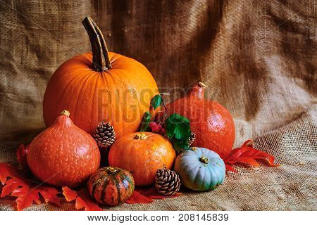 Variuos pumpkins on rustic background - Thanksgiving, Halloween And Fall Background