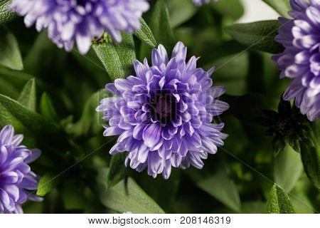 New York Aster (symphyotrichum Novi-belgii)