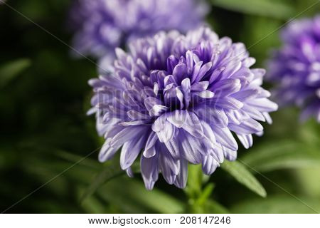 New York Aster (symphyotrichum Novi-belgii)