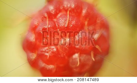 Raspberry Plant In Bush Close Up. Green Background