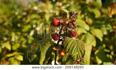 Raspberry