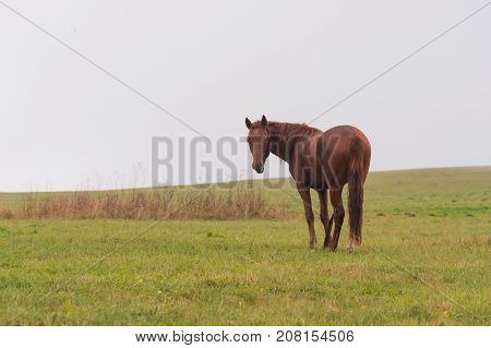 A horse graze on a green field against a background of low clouds and fog