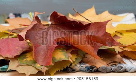 Big purple and yellow autumn leaves on hand made cotton mat and grey background. Stack