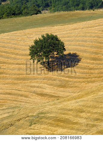 Summer landscape along the road from Lunano to Urbania (Montefeltro Pesaro Urbino Marches Italy)