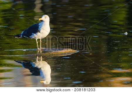 Lesser Black-Backed Gull or Larus fuscus with reflection and copy space for text