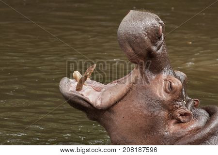 Closeup the big body hippopotamus in the pond