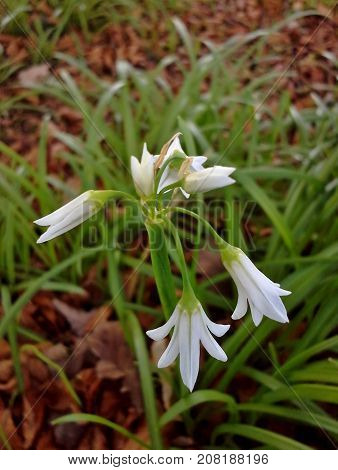 White Three-Cornered Garlic Flowers in the Woods