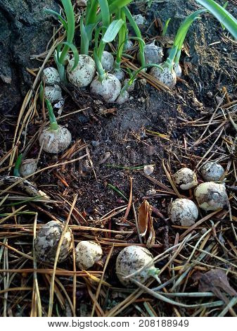 Circle of Three-cornered Garlic Bulbs in the Woods