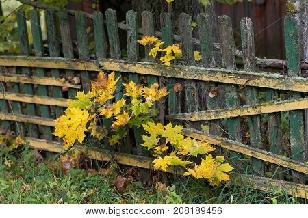 Yellowed maple leaves in the autumn forest close up. Young trees in the wild nature