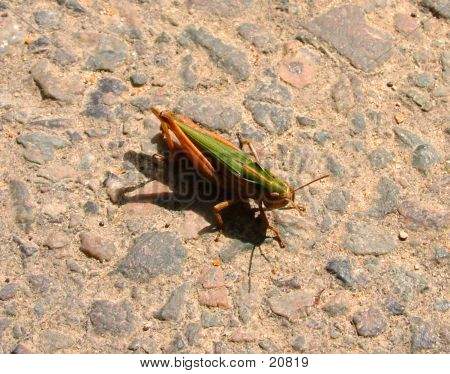 Grasshopper On The Road