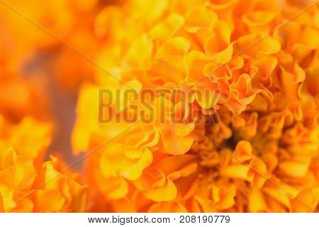 Macro texture of vibrant colored Indian Marygold flowers in horizontal frame