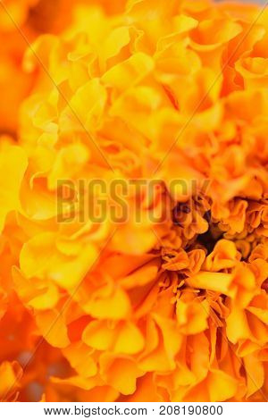 Macro texture of vibrant colored Indian Marygold flowers in vertical frame