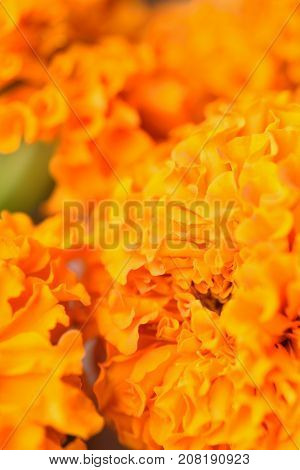 Macro texture of vibrant colored Indian Marygold flowers in vertical frame