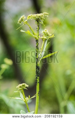Colony On Blackflies