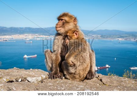 Sitting Barbary macaques on the Rock of Gibraltar