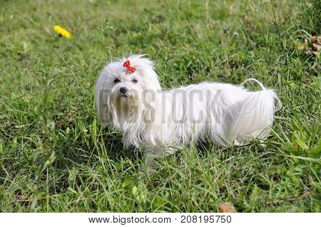 Small dog maltezer, in the autumn forest