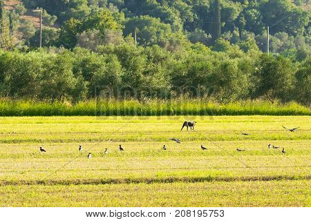 A bucolic scenery with a dog at a farm with birds flying around.