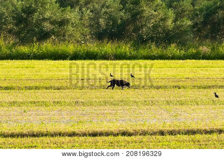 Bucolic pet with birds around. Agriculture farming.