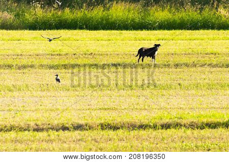Bucolic scenery with a dog out in a farm.