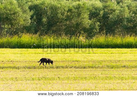 Lonely dog out in a farm. A bucolic scenery.