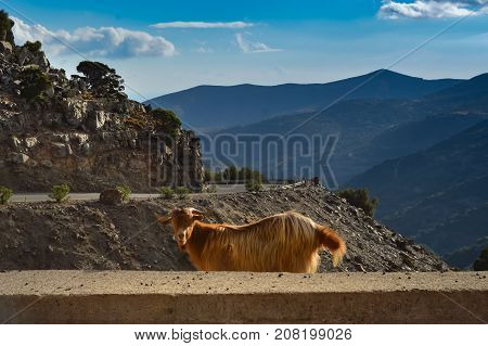 Red-haired goat on the edge of a precipice along a mountain road in Crete