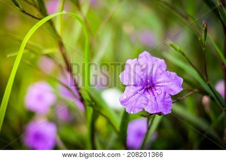 Close up Ruellia tuberosa (Ruellia clandestina) is violet flowers blooming with water drop in the garden with sunshine morning for flower background or texture - nature concept.