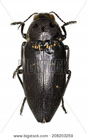 Metallic Wood-Boring Beetle on white Background - Buprestis cupressi 