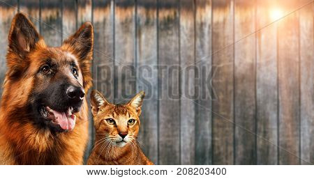 Cat and dog together, chausie kitten, abyssinian cat, german shepherd look at right, on wooden background.