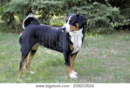 Appenzell cattle dog running on the green grass