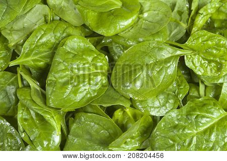 Freshly washed spinach leaves. Background. Close up
