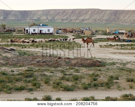 Steppe settlement. Kazakhstan. Mangistau region. In the Shetpe area.