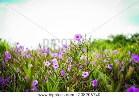 Ruellia tuberosa (Ruellia clandestina) is violet flowers blooming in the garden with sunshine morning for flower background or texture - nature concept.