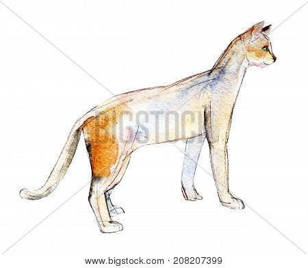 The white cat with a red spot watercolor illustration isolated on white background.