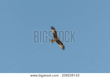 Red kite Milvus milvus in flight. This kite is currently endemic to the Western Palearctic region in Europe and northwest Africa. Photo taken in Mesa de Ocaña Toledo Spain
